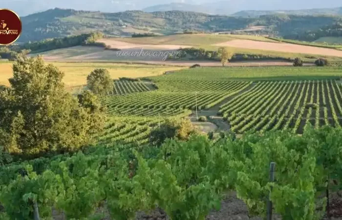 syrah-grape-vineyards-languedoc